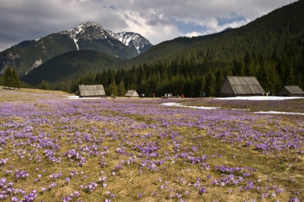 zdjęcia Krokusy Zakopane